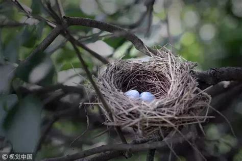 鳥在家築巢風水 容易種的果樹